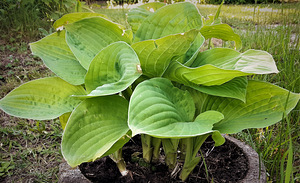 Taime Hosta sort 'Gold Standart' ja "Avocado" suured istikud (5 foto / 5)