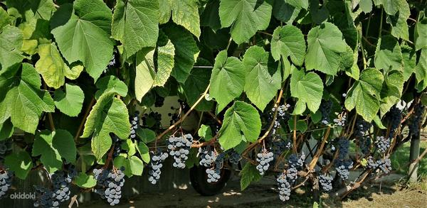 Viinamarja Zilga 1-aastased suured istikud (foto #6)