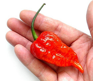 Super terav tšili pipra “Bhut Jolokia Red” suur 2a .taim (4 foto / 7)