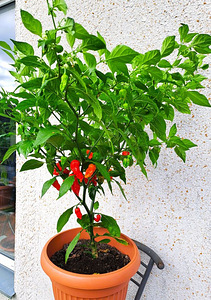 Super terav tšili pipra “Bhut Jolokia Red” suur 2a .taim (5 foto / 7)