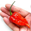 “Bhut Jolokia Red” супер острый чили перец- 1 стручок (фото #1)
