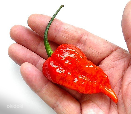 “Bhut Jolokia Red” супер острый чили перец- 1 стручок (фото #1)