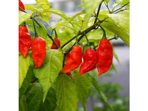 Super terav tšili pipra “Bhut Jolokia Red” -1 pipar (2 foto / 8)