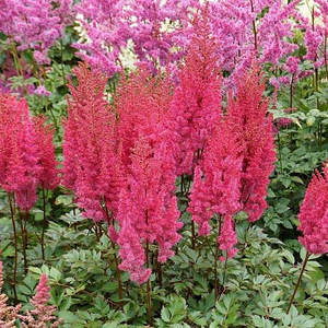 Taime Astilbe " Lowlands Ruby Red" istikud