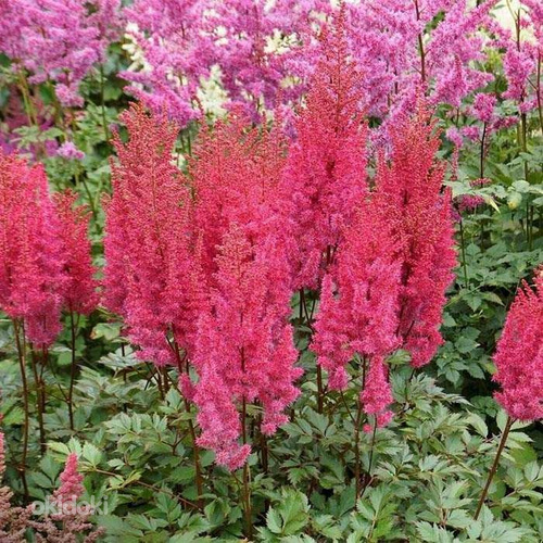 Taime Astilbe " Lowlands Ruby Red" istikud