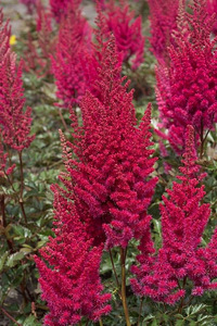 Taime Astilbe " Lowlands Ruby Red" istikud (2 foto / 5)