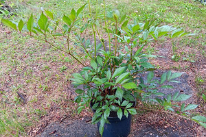 Taime Astilbe " Lowlands Ruby Red" istikud (3 foto / 5)