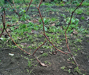 Viinamarja Zilga 2-aastased istikud (Omniva) (7 foto / 9)