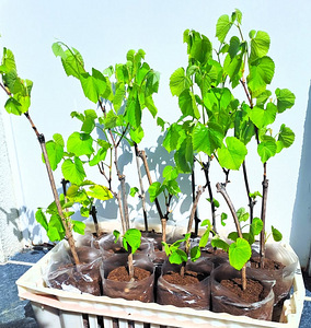 KOMPLEKT 5 (1-aastased istikud, tume viinamarI sort Zilga) (1 foto / 9)