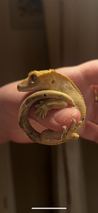 Noor isane gekko (1 foto / 6)