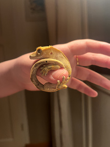 Noor isane gekko (2 foto / 6)