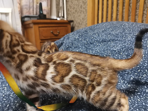 Бенгальские котята (4 фото из 9)
