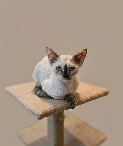 Devon Rex (3 foto / 5)