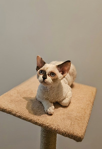 Devon Rex (4 foto / 5)