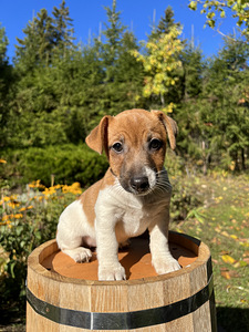 Jack Russell Terjeri kutsikad (3 foto / 7)