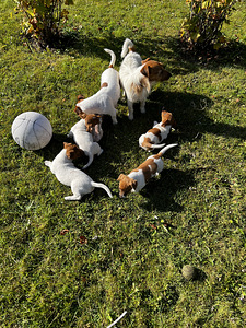 Jack Russell Terjeri kutsikad (5 foto / 7)