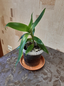 Kuldvunts (Callisia fragrans) (1 foto / 1)