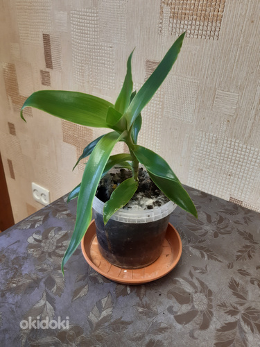 Kuldvunts (Callisia fragrans)