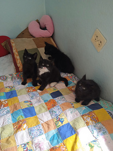 Котята ищут дом (4 фото из 5)
