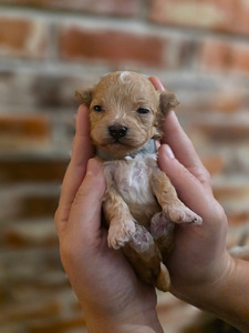 Maltipoo F1 (2 foto / 5)