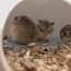 Roborovski hamster / Roborovski hamster (foto #2)