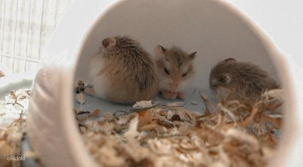 Roborovski hamster/Хомяк Роборовского (фото #2)