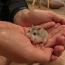 Roborovski hamster / Roborovski hamster (foto #3)
