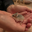 Roborovski hamster / Roborovski hamster (foto #4)