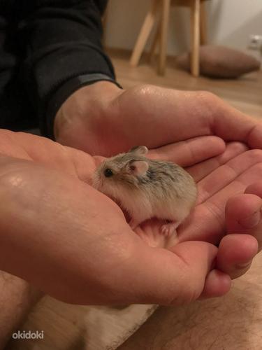 Roborovski hamster/Хомяк Роборовского (фото #4)