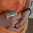 Roborovski hamster / Roborovski hamster (foto #5)