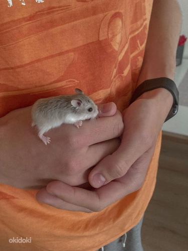 Roborovski hamster/Хомяк Роборовского (фото #5)