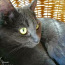 Кошка окраса русская голубая (фото #1)