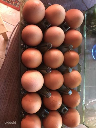 Куриные домашние яйца (фото #1)