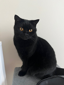 Британский кот, самец, 4 года