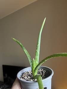 Aloe (traditsiooniline, päris aaloe taim. väikse suurusega) (4 foto / 4)