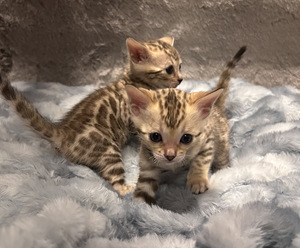 Бенгальские котята (4 foto / 7)