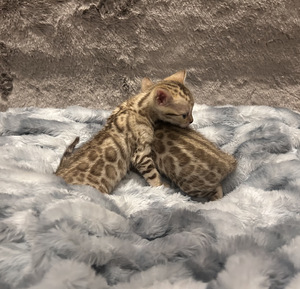 Бенгальские котята (7 foto / 7)