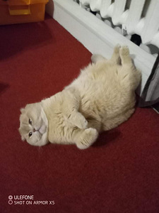 SCOTTISH FOLD TÜDRUK (9 foto / 9)