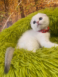 SCOTTISH FOLD TÜDRUK (1 foto / 9)