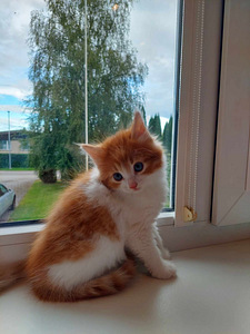 Ära anda kassipojad (2 foto / 2)