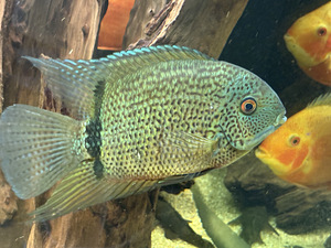 Green Severum Cichlid (Heros efasciatus) (1 foto / 1)