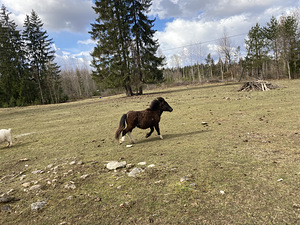 Пони (3 фото из 3)