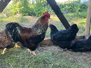 Müüa Barnevelderi noorem aastased kanad ja kukk. (3 foto / 6)