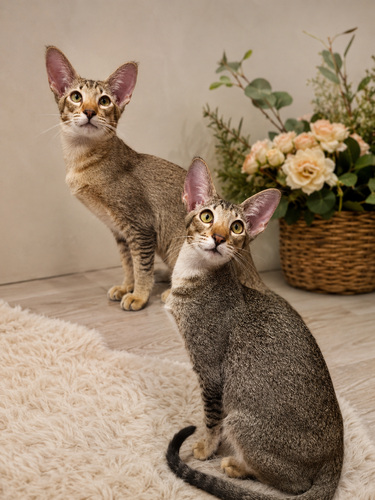 Ориентальные котята