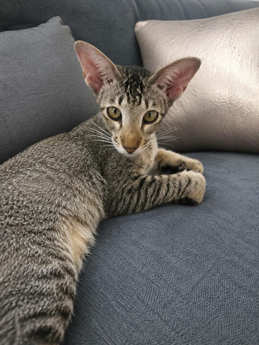 Ориентальные котята