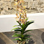 Kunstlill. Orhidee. 100 cm (foto #1)