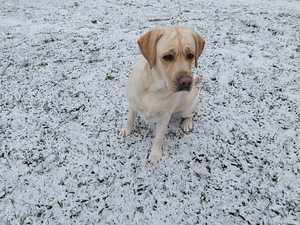 Labrador otsib peikat (2 foto / 2)