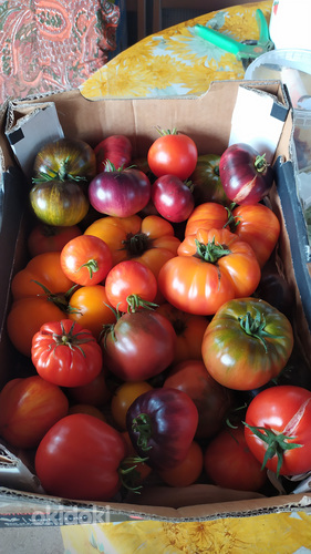 Sorti tomatite ja paprikate seemikud. (foto #1)