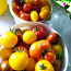 Sorti tomatite ja paprikate seemikud. (foto #2)