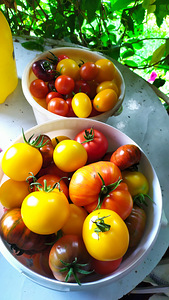 Sorti tomatite ja paprikate seemikud. (2 foto / 10)